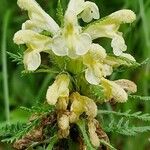 Pedicularis foliosa Çiçek