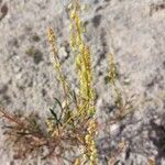 Reseda stricta Çiçek