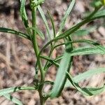 Erysimum diffusum برگ