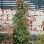 Photinia serratifolia Natur