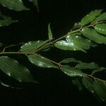 Mabea subsessilis Лист