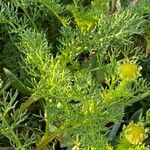 Tripleurospermum maritimum ഇല