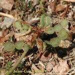 Hedysarum glomeratum Fruchs