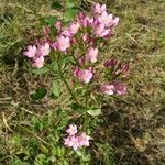 Centaurium erythraeaFlor