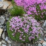 Silene acaulisFlower