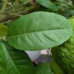 Citrus medica ഇല