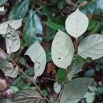 Diospyros onanae List