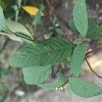 Varronia curassavica Leaf