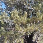 Pinus edulis Folha