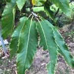 Quercus castaneifolia Листок