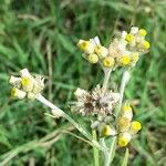 Pseudognaphalium gaudichaudianum Flower