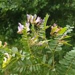 Vicia cassubica Blodyn