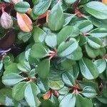 Cotoneaster procumbens