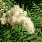 Sorbaria kirilowii ফুল