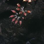 Erythrina fusca Fruit