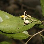 Mortoniodendron anisophyllum Flower