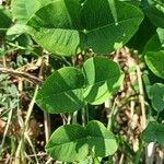 Vicia pisiformis Blatt