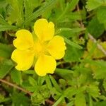 Potentilla reptans 花