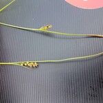 Carex panicea Frugt
