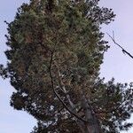 Pinus monticola Hábito