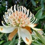 Telopea speciosissima Flor