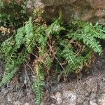 Asplenium fontanum Feuille