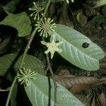 Guatteria punctata 果實