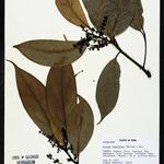 Ocotea pauciflora Egyéb