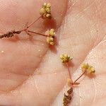 Radiola linoides Vivejo