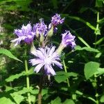 Cicerbita alpina Flower