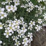 Cerastium tomentosum Blüte