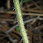 Phacelia mutabilis Escorça