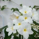 Plumeria pudica പുഷ്പം