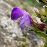Prunella hastifolia Fula