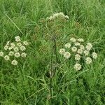 Heracleum sphondyliumLorea