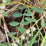 Phyllanthus suffrutescens Blad