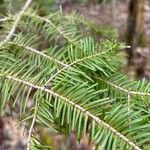 Abies balsamea 叶