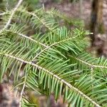 Abies balsamea Leaf