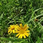 Buphthalmum salicifoliumFlors