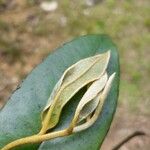 Diospyros guianensis Leaf