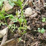 Cardamine oligosperma Foglia