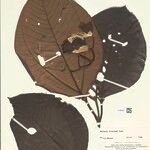 Bellucia imperialis Leaf