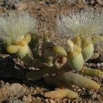 Mesembryanthemum hypertrophicum Hoja