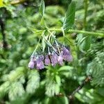 Mertensia ciliata 花