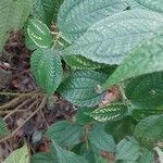 Pilea angulata Leaf