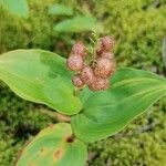 Maianthemum canadense Fruit