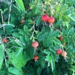 Rosa villosa Fruit