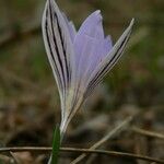 Crocus reticulatus 花