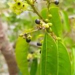 Santalum album Fruit