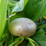 Dioscorea bulbifera Fruto